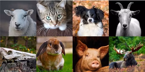 Dyreetikkonferansen 2025: \u00abN\u00e5r dyr d\u00f8r \u2013 Perspektiver p\u00e5 livets slutt\u00bb