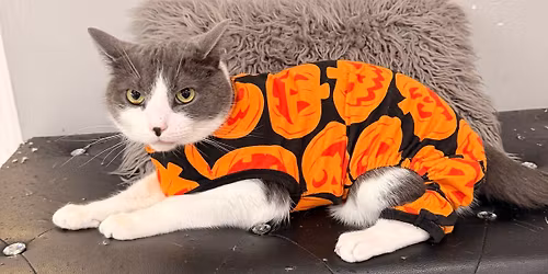 Feline Felons Halloween Pawty