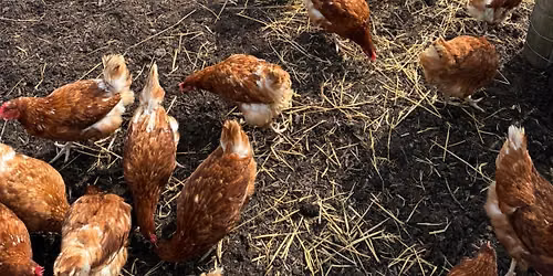 Summer Farm Flow 
