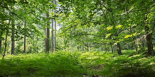 Forest Bathing+ Session - King's Wood, Challock