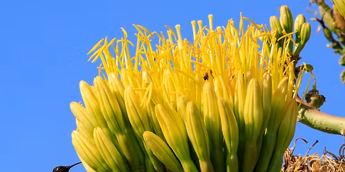 Annual Poetry Night in Defense of Nature