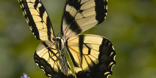 Butterflies as Mirrors
