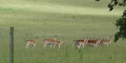 Wye Downs 12 mile walk