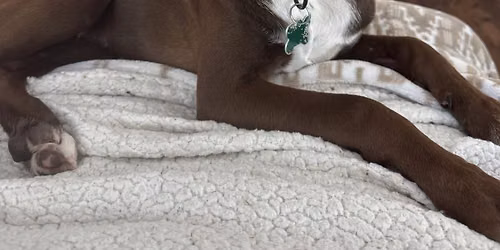 Adoption Event
