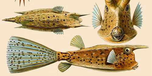 Skonie and the Klouds + Big Timmy and the Heavy Chevy's + Cabildo