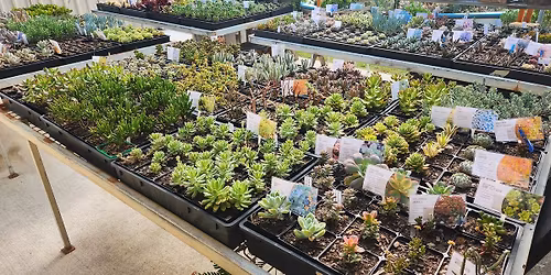 Ipswich Succulents Open Day