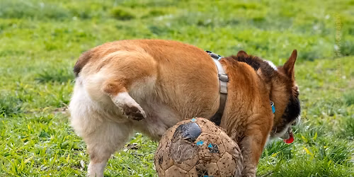 Hagan Dog Park - Big Meet