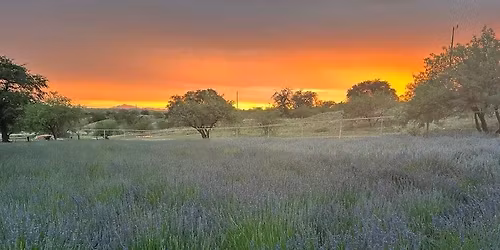 Lavender Harvest Celebration