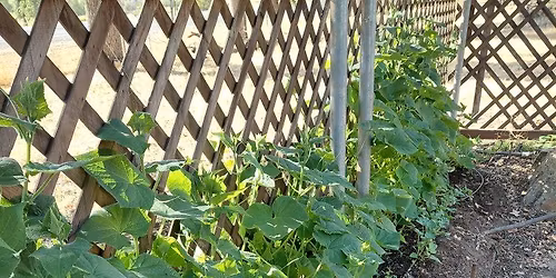 Spring primer garden class