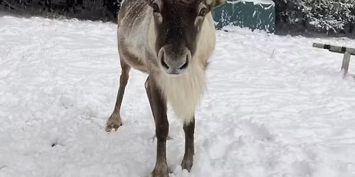 Warten aufs Christkind