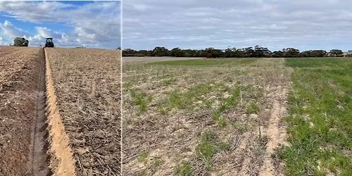 MENINGIE: Feed & Figures Workshop - Wed 22nd October - Growing feed and return on investment