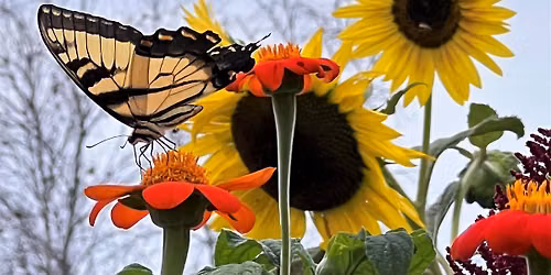 Adams Ricci Butterfly Garden Pollinator Festival