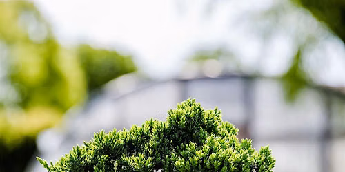 Intro to Bonsai