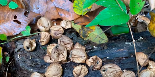 Fall Fungi Hike (Mambourg Park)