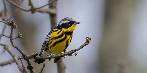 Hitchcock Woods Sandhills Stroll Series: World Migratory Bird Day Walk