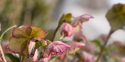 The Waterwise Cottage Garden