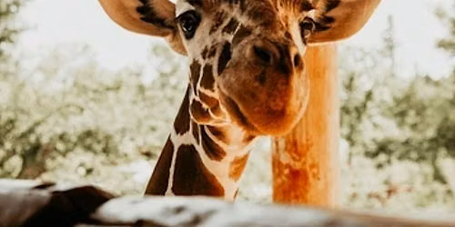 Mountain-to-Savanna Animal Day at Cheyenne Mountain Zoo