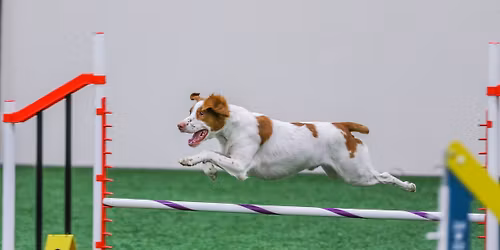 AKC Agility Course Test