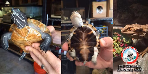 Shells & Scales Experience