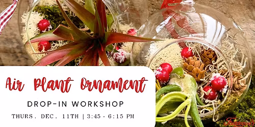Air Plant Ornament Workshop