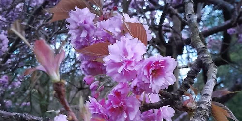 Elemental Nature Connection