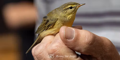 RSPB Cliffe Pools, Salt Lane, Rochester, Kent, ME3 7SU