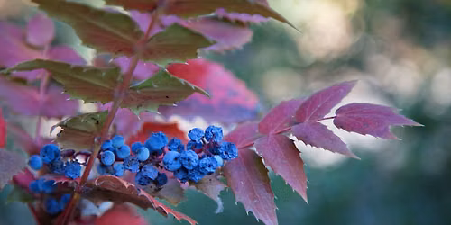 Healing Herbs of the Arboretum
