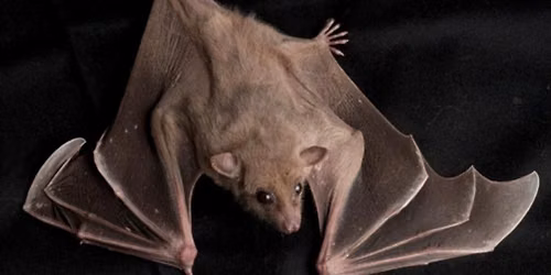 Wildcard Wednesday: Bats Around the World for Grades 1-5