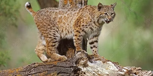 Wildlife Wednesday \u2013 Bobcats