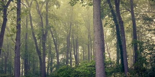 Forest Bathing