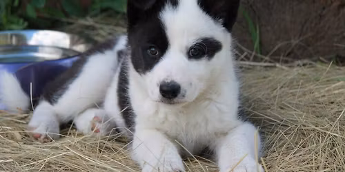 Wildlife Wednesday Lecture: Karelian Bear Dogs Help Protect Wildlife