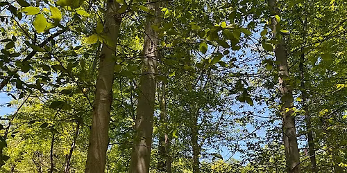 Beech Tree Nature Walk and Exhibition with Eco-Artist Susan Hoenig