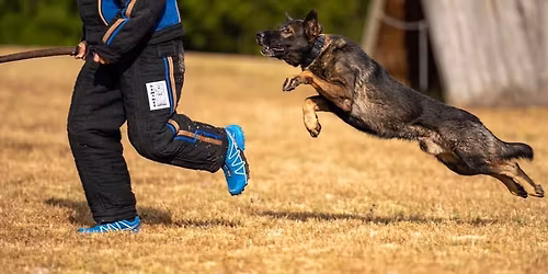 Sequoyah K9 & Salty Shepherds