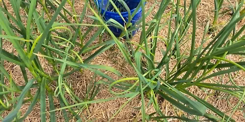 auto-cueillette de la fleur d'ail