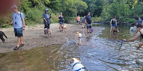 World Famous Clinton River Pack Walk $20 per dog