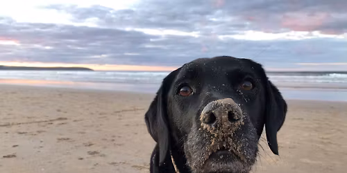 Puppy Foundations 2026 Class from 28 January -18 March