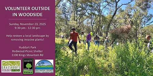 Volunteer in Woodside: French Broom Removal at Huddart Park