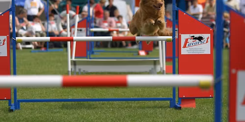 Agilitywedstrijd (alle klasses) - zaterdag 22 augustus 2026