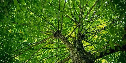 Roots & Rewards - A Frank P Matthews Tree Talk