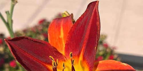 Fruita Garden Yoga \ud83e\udd8b Aimee Boggs