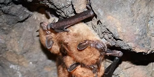Friday Night Bats