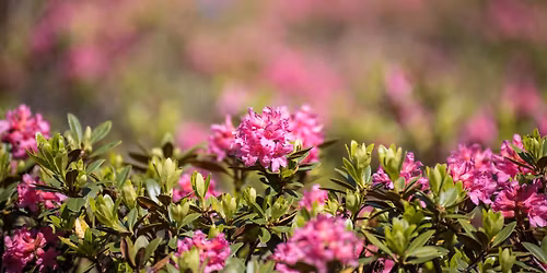 Fest zur Almrauschbl\u00fcte auf der Reiteralm