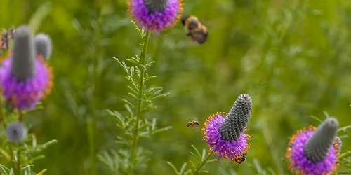 What\u2019s in Bloom? Garden Tour