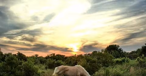 High Spirit Holistic Show-Cheyenne