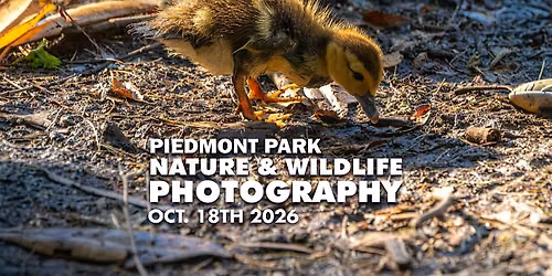 Piedmont Park Nature & Wildlife Photography Walk