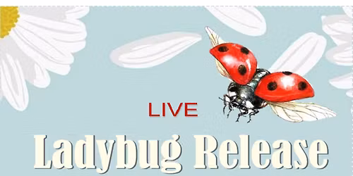 Live Ladybug Release