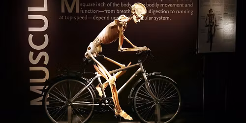 Bodies, the Exhibition