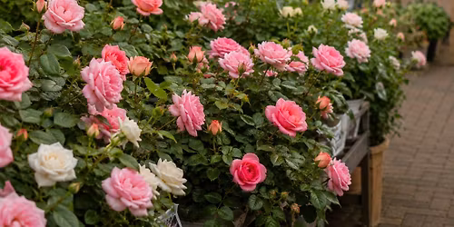 Rose Festival Weekend Launch\ud83c\udf39
