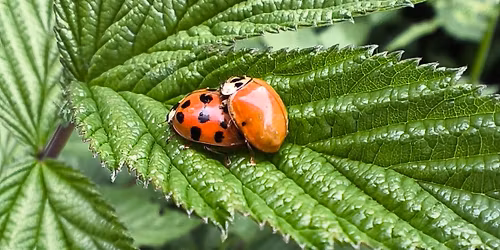 Tiere im Botanischen Garten