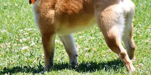 Dog Training: Freshman Class (Oakland)